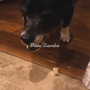 Pepper's not feeling so guilty about being on the naughty list after day 8 of advent treats 🐾🎁