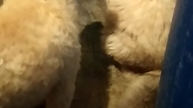 cat and dog