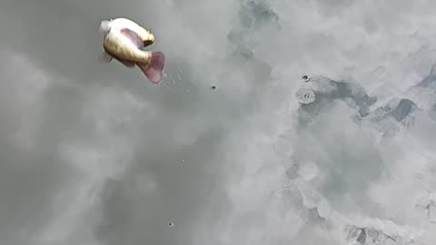 Catfish and turtle