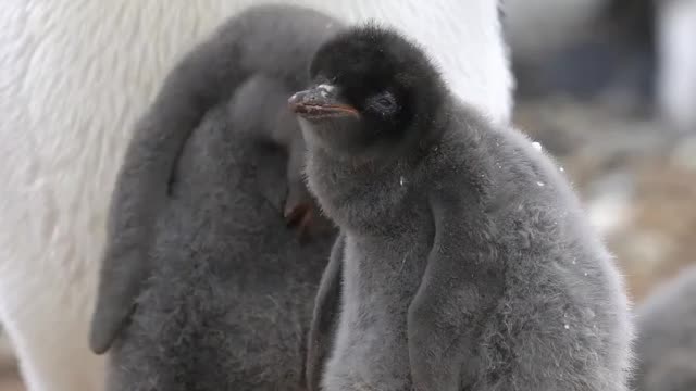 Adélie penguin chicks