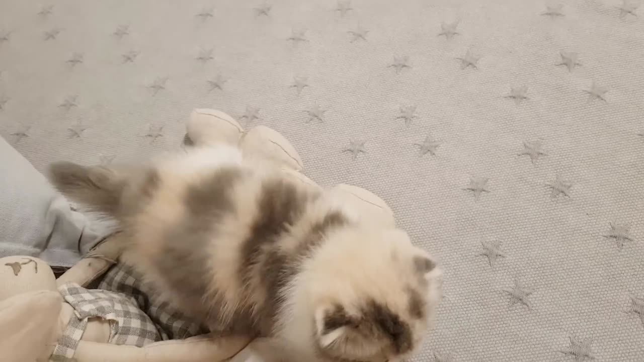 Cute cat