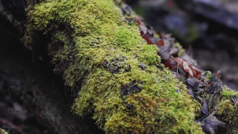 Rain the romantic weather lovely cinematic video