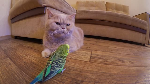 Cute cat Marsik and funny parrot Kesha 😊