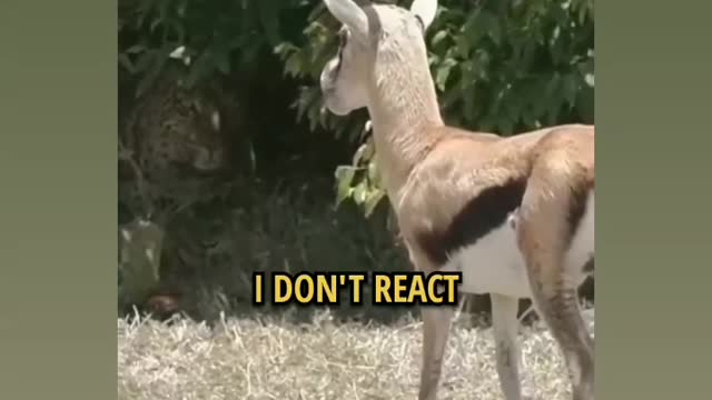 Attitude ππ€π€πΈπ΅