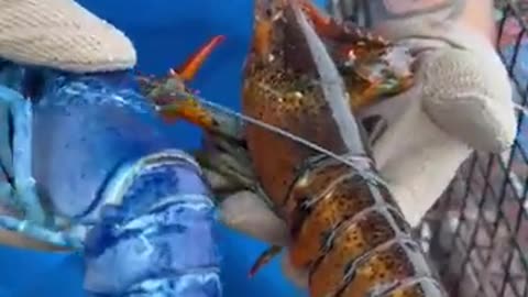 The #rarest #lobster in the world