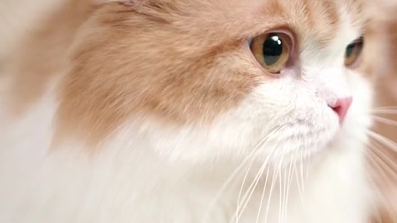 Animals Funny Videos 😂 #shorts #funnyvideos #animalfunnyscene