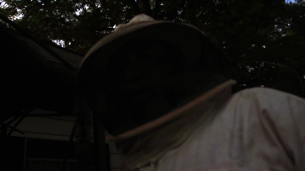wasp in the soffit and green house