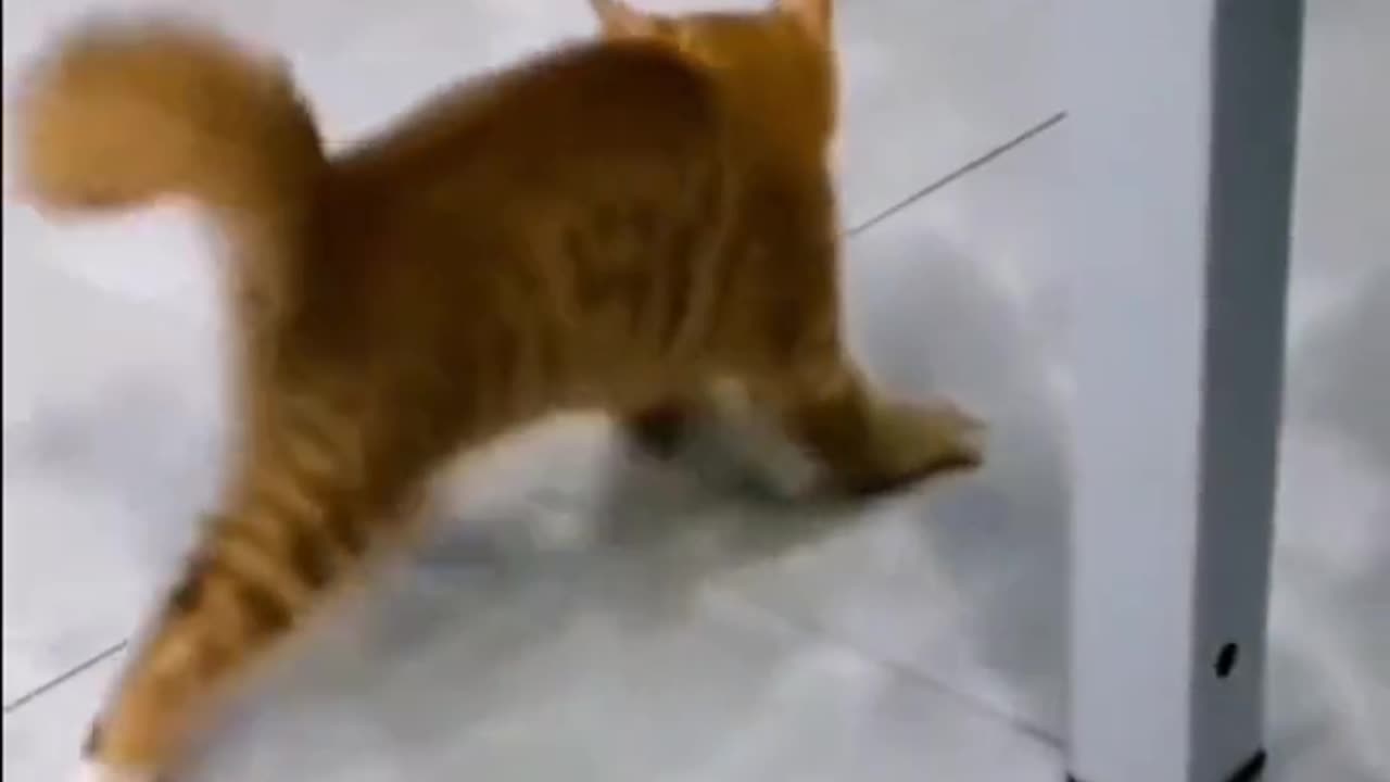 This Cat Dances like Michael Jackson