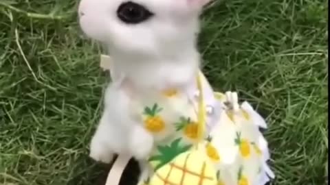 Animals soo cute cute baby 🐥 movement