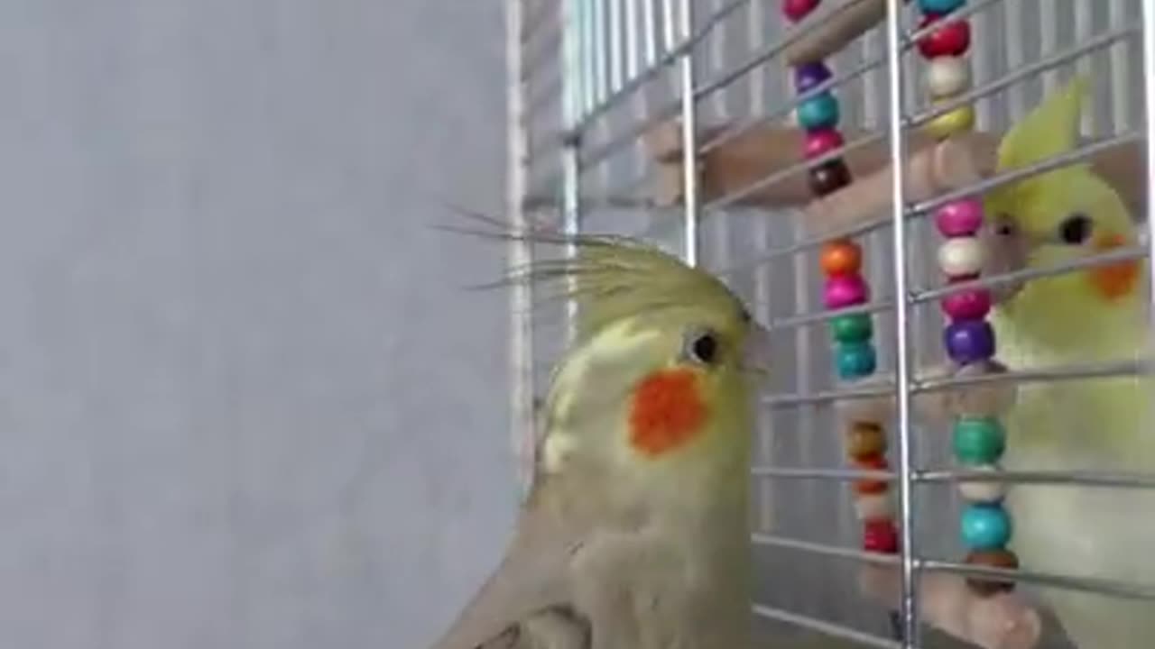 Cockatiel kissing funny parrot talking parrot funny animals