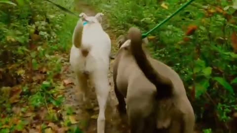 Cute Puppies Funny Doing Things 2022 2023 Cutest Dogs Compilation #1