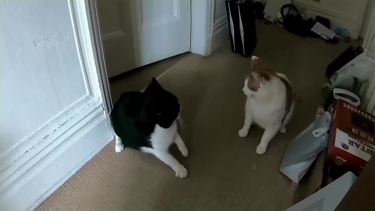 Cat Fight