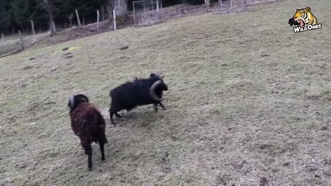 animal rampage