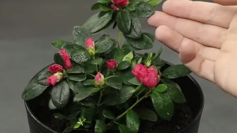 Creative planting hacks using fruits!