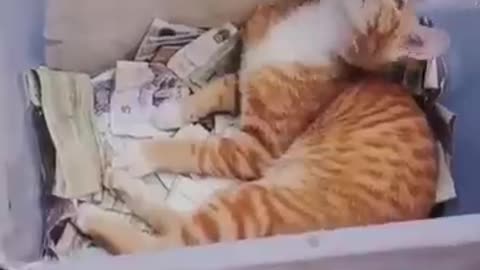Cute and funny animals video compilation