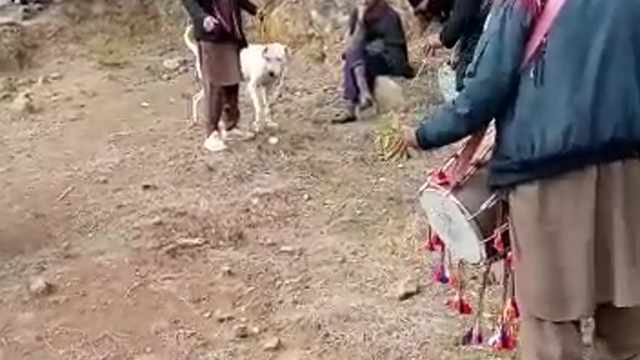 dogs fight