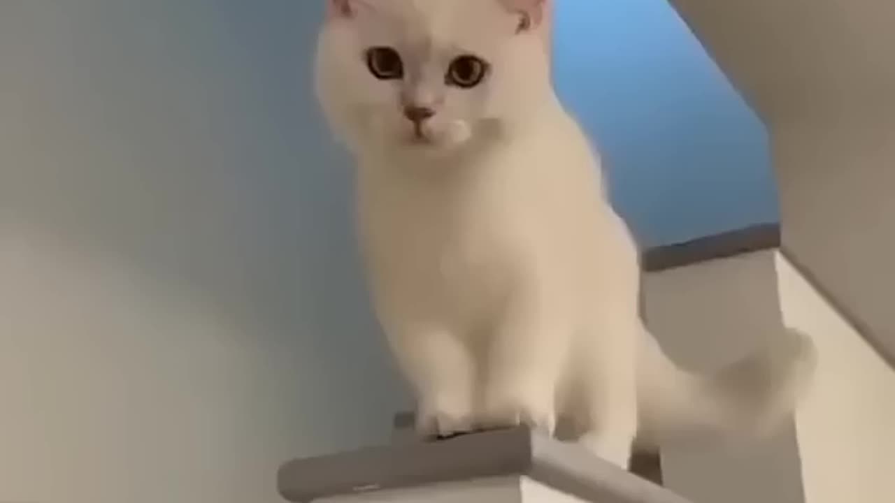 viral cute cat