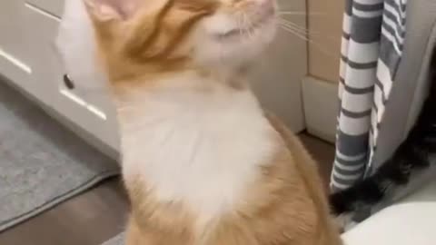 Cat Funny Cat Cute videos