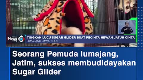 Seorang Pemuda lumajang, Jatim, sukses membudidayakanSugar Glider