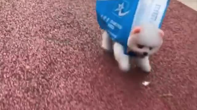 Cute and Funny Pomeranian Videos 204 #Shorts