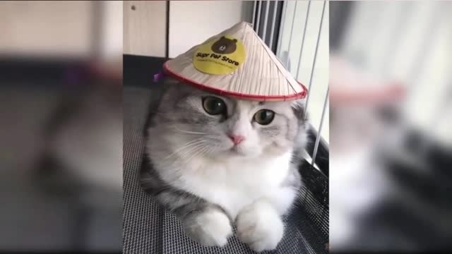 😻 Funny Cat Compilation 😻|Funny Moment|Cat|Viral|Clips|New Video 2022#short#