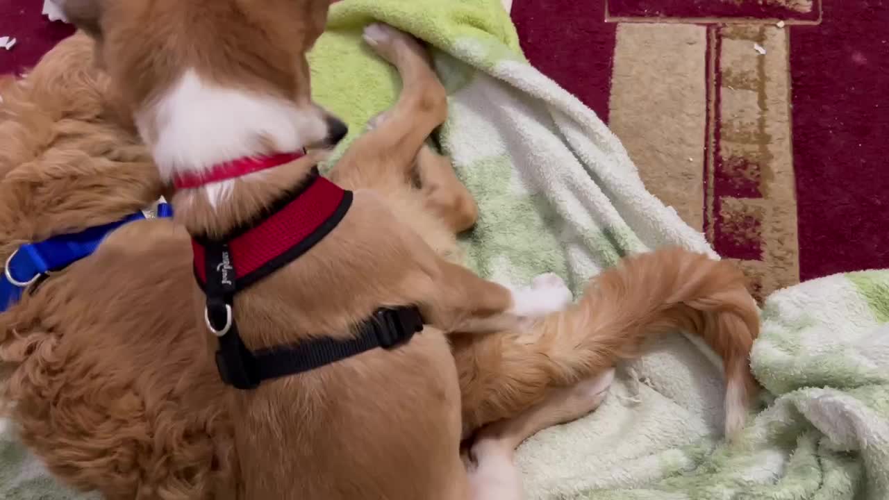 Golden retriever and a pot cake breed