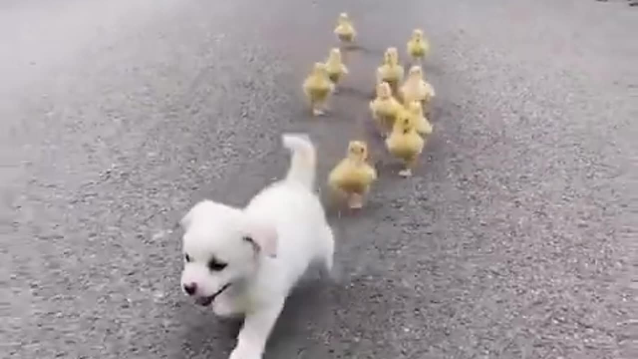 This puppy loves ducklings and chicks #shorts #viral #shortsvideo #video