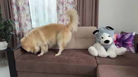 Funny Reaction of a Golden Retriever to a Husky Soft Toy