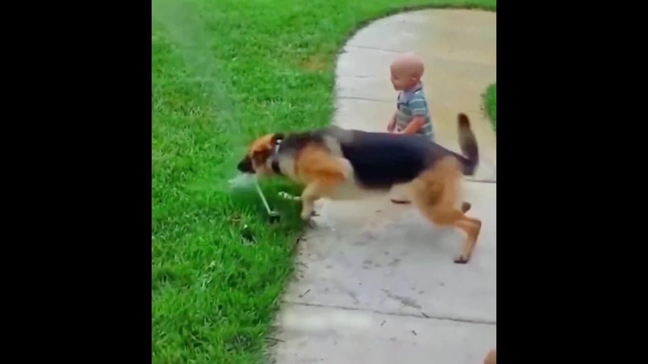 Funny Animal Videos Of The Day 110! 😂😂 #memes #dankmemes #coub #shorts (1)