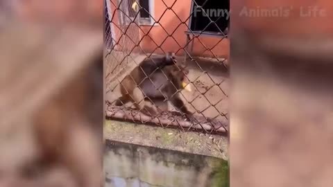 Aggressive hungry Monkey