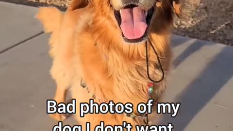 Bad photos of my dog I don't want to delete