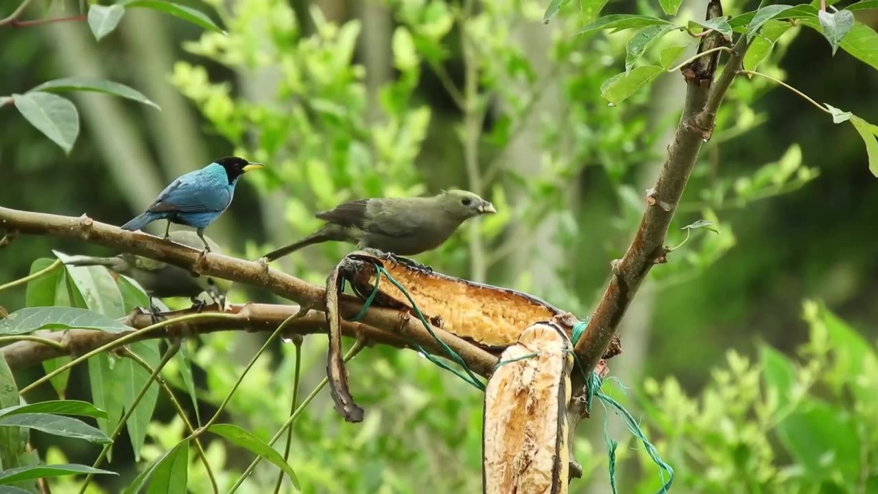 The Thrilling Adventure of Birds in Their Natural Habitats