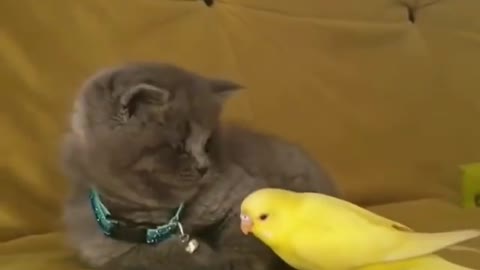 Cat vs bird 🤣🤣