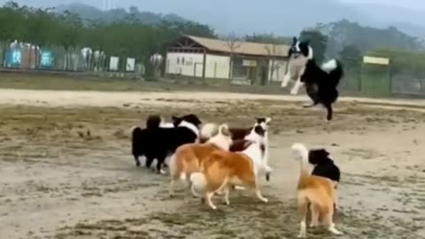Just funny dogs being funny dogs 🤷_♀️ #dogs #funny #funnydogs #compilation #shorts