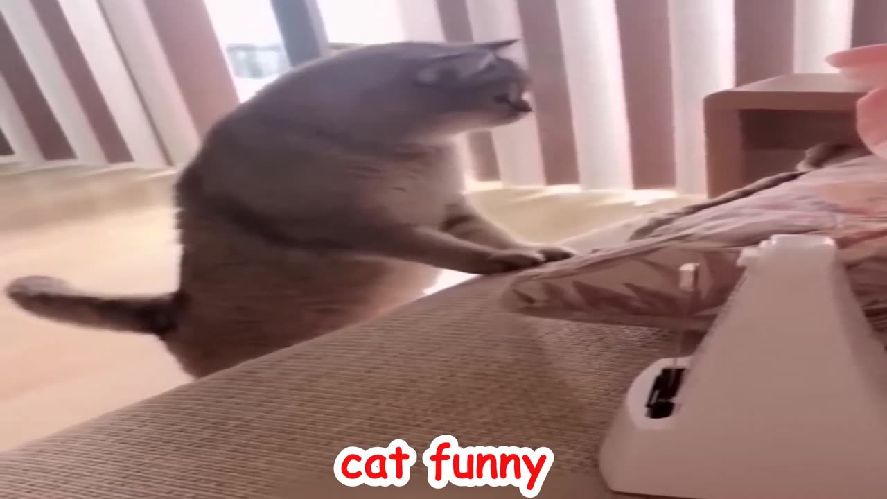 Funniest Cats and Dogs 🐶🐱 | Funny Animal Videos