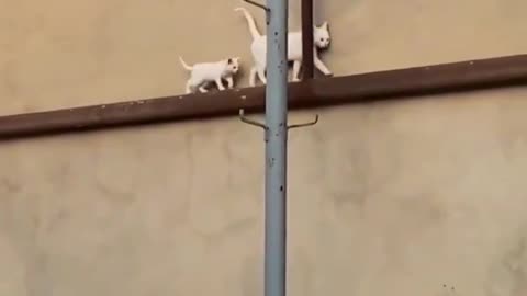 After every 10 steps, mama cat looks back to check on her little one 🥹❤️