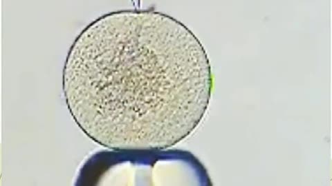 See how eggs without zona pellucida are iniected with sperm.