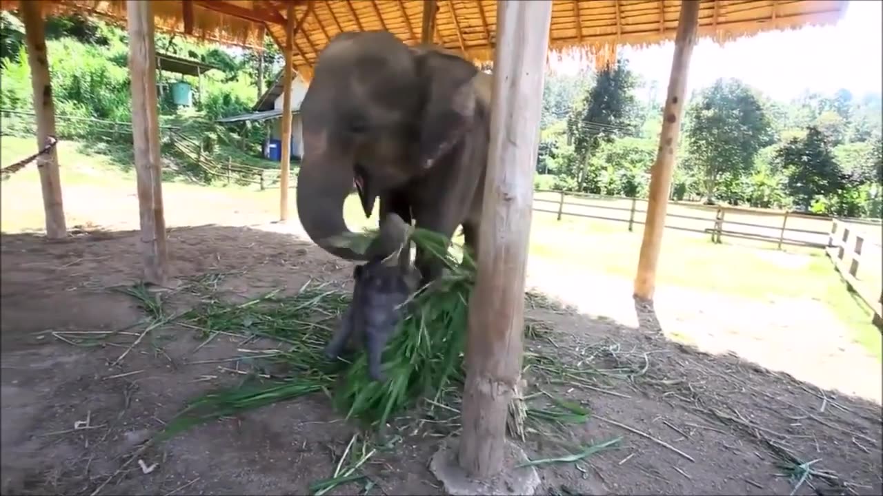 Scared baby elephant make havoc