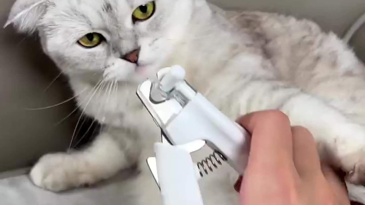 How to trim cat