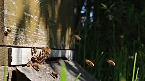 The bees return to his home