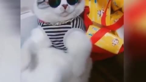 Funny cat or cute behaviour