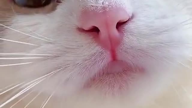 Cute voice 😊😊😊 cat 😍😍😍😍😍