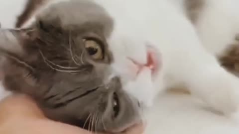 funny cats Reaction😂