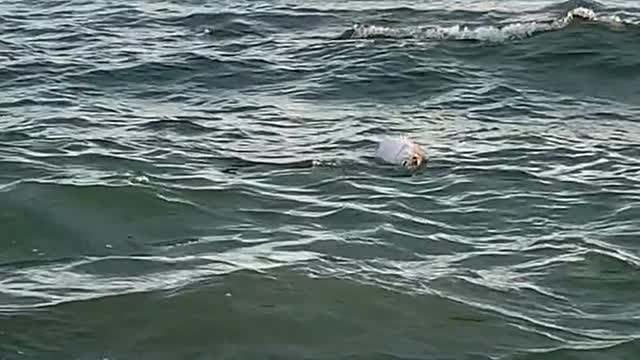 Woman Attempts to Rescue an Inflated Puffer Fish