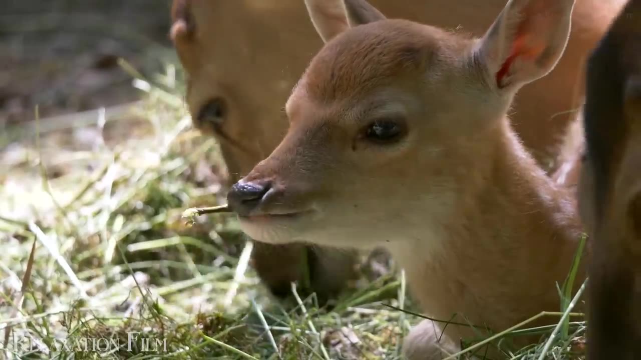 Cute Baby Animals 🐻 from Around The World with Peaceful Music - 4K Video HD Ultra.mp4