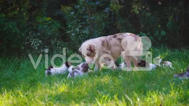 The dog and her puppies