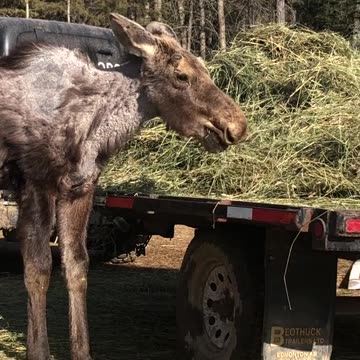 True Canadian Cowboy: Being Robbed By A Moose🦌😎🍺