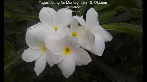Tageslosung für Montag, den 10. Oktober
