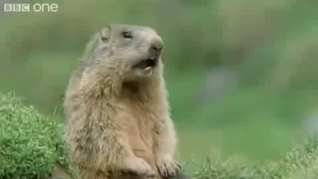 Funny Talking Animals Compilation