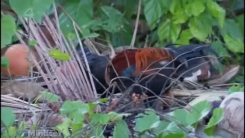 WHEN THE TATES WERE BROKEYS - Shipwrecked 2011 [PART 6]